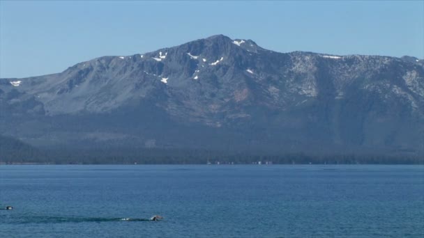 Nuotatori nel lago Tahoe — Video Stock