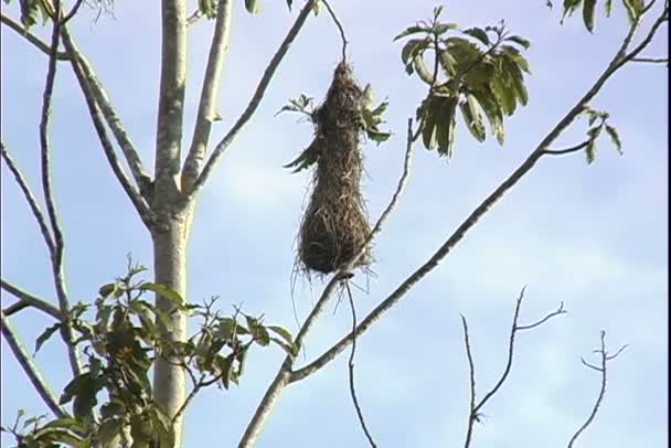 Oiseaux suspendus Nids sur l'arbre — Video