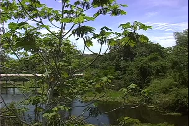 Jungle bos in Brazilië — Stockvideo
