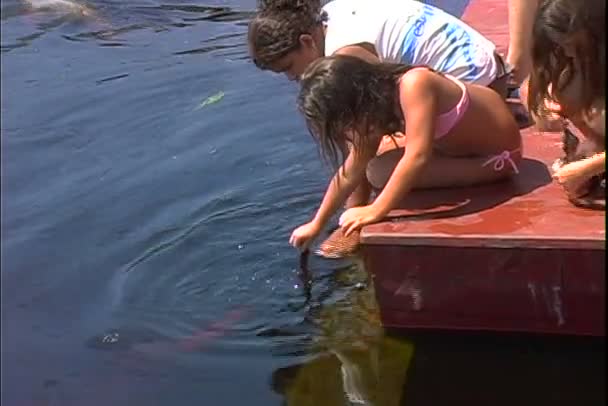 La gente se alimenta de un delfín en el agua — Vídeo de stock