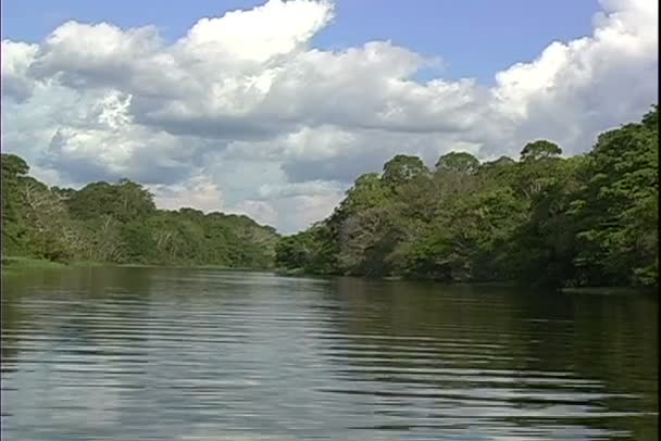 Vue de la jungle depuis un tour en bateau sur la rivière — Video