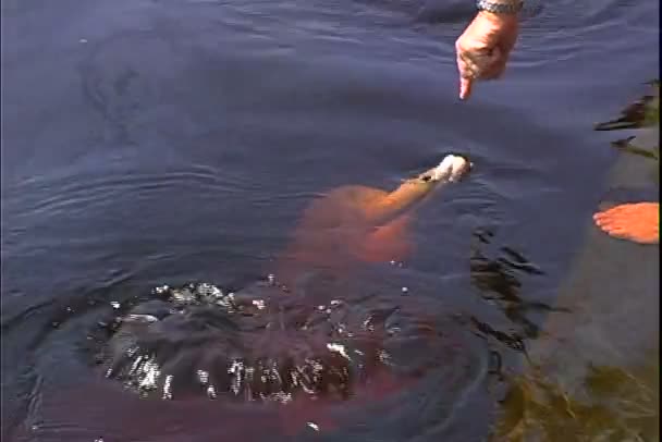 Pessoas são alimentadas com um golfinho na água — Vídeo de Stock