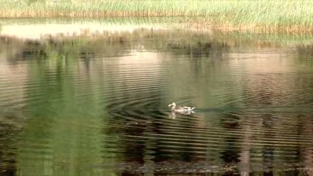 Canard dans le lac Tahoe — Video