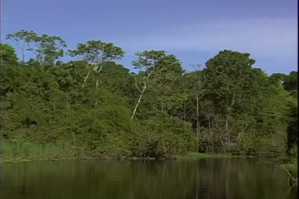 Uitzicht van jungle van een boottocht op de rivier — Stockvideo