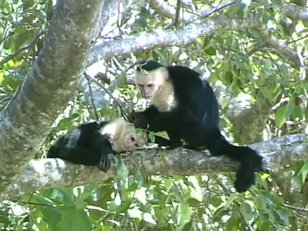 Singes Groom sur l'arbre 