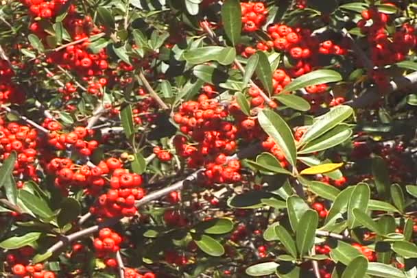 Красные ягоды на ветвях деревьев — стоковое видео