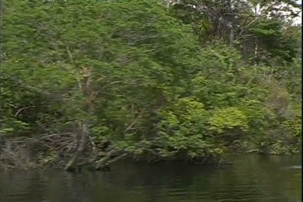 Uitzicht van jungle van een boottocht op de rivier — Stockvideo