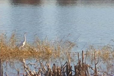 Göl su ak balıkçıl
