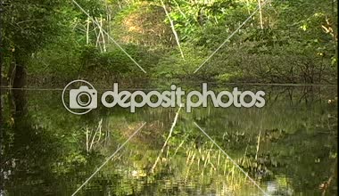 Nehri üzerinde bir tekne turu ormandan görünümünü
