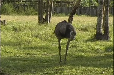 rheas tropikal orman çayır üzerinde otlatma