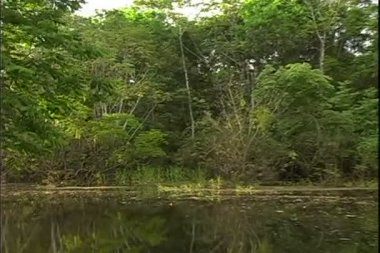 Nehri üzerinde bir tekne turu ormandan görünümünü