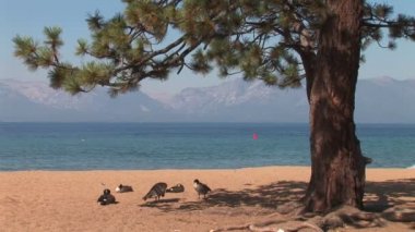 Nevada sahil kenarı kaz ile