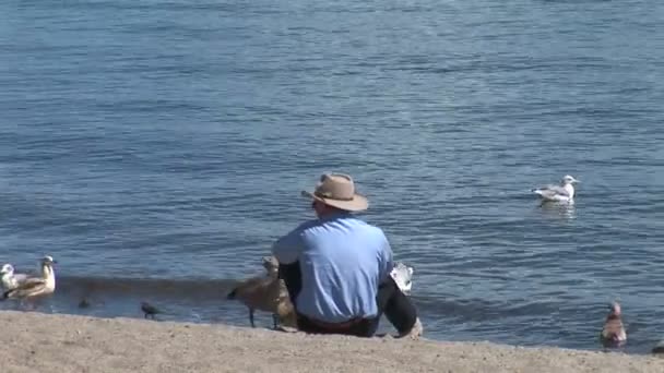L'uomo nutre un uccello sulla spiaggia — Video Stock