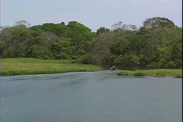 Floresta da selva no Brasil — Vídeo de Stock