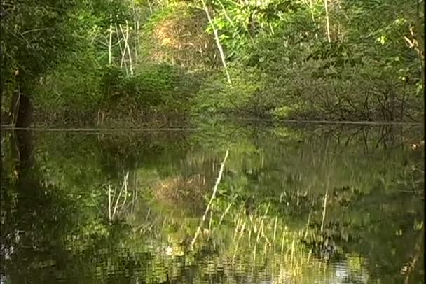Vue de la jungle depuis un tour en bateau sur la rivière 