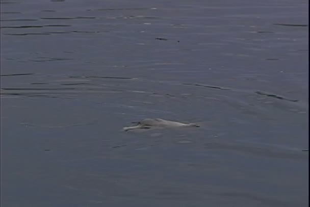 River Dolphin swims in water — Stock Video