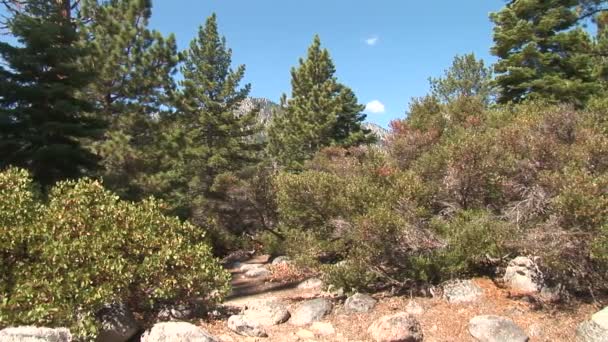 Pinos y arbustos en el bosque — Vídeos de Stock