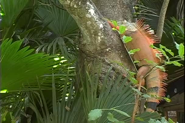 Leguan sitter på trädet — Stockvideo