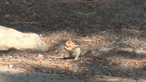 Chipmunk eating nuts — Stock Video