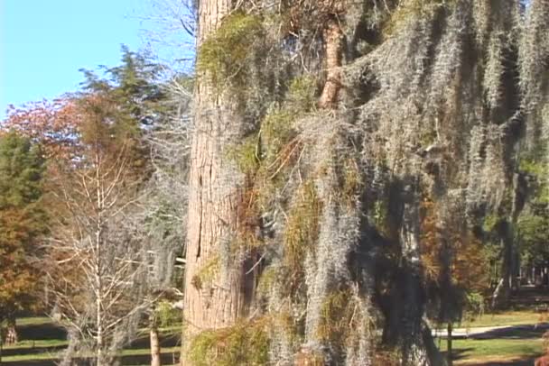 Moos auf Baum im Park — Stockvideo