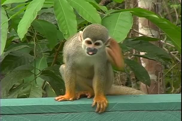 Squirrel Monkey Scratch — Stock Video