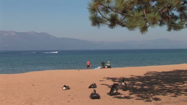 Nevada Beach Lake Tahoe adlı — Stok video