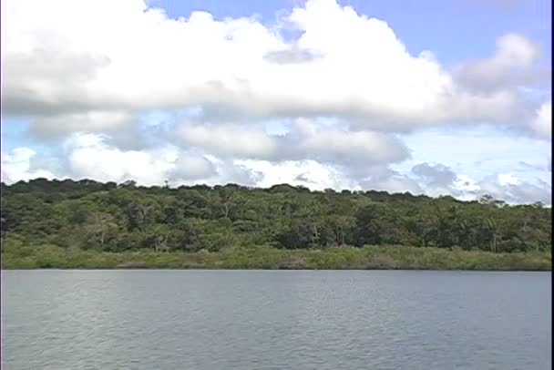 Rio Negro Shore — Stock video