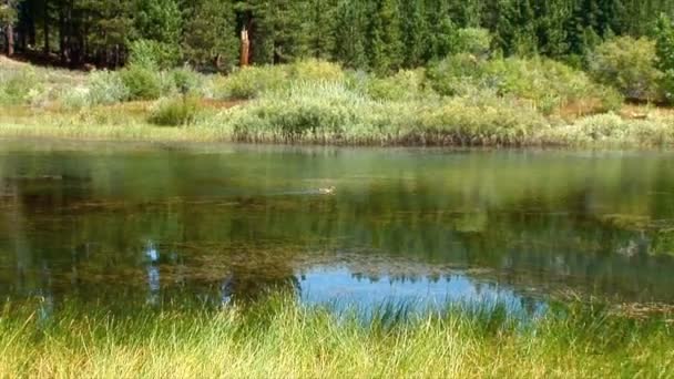 Качка плаває на озері — стокове відео