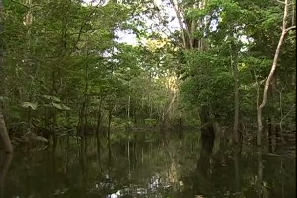 Vue de la jungle depuis un tour en bateau sur la rivière 