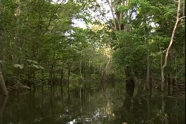 Uitzicht van jungle van een boottocht op de rivier — Stockvideo