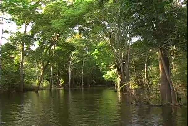 Вид на джунгли с прогулки на лодке по реке — стоковое видео