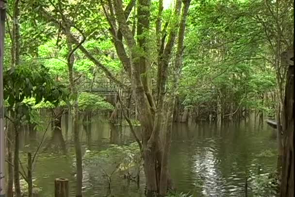 River Boat swims in jungle forest — Stock Video