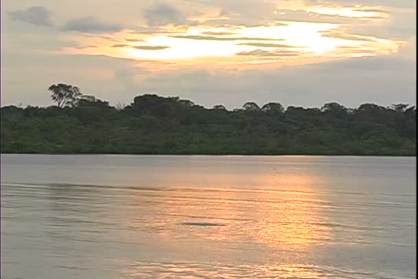 Rivier bij zonsondergang met dolfijn in water — Stockvideo