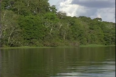 Nehri üzerinde bir tekne turu ormandan görünümünü