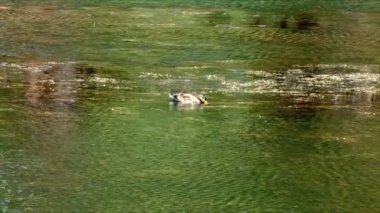 Gölde yüzmeye ördek