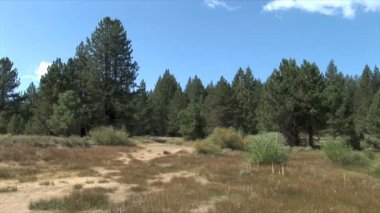 Çam ormanı patikası