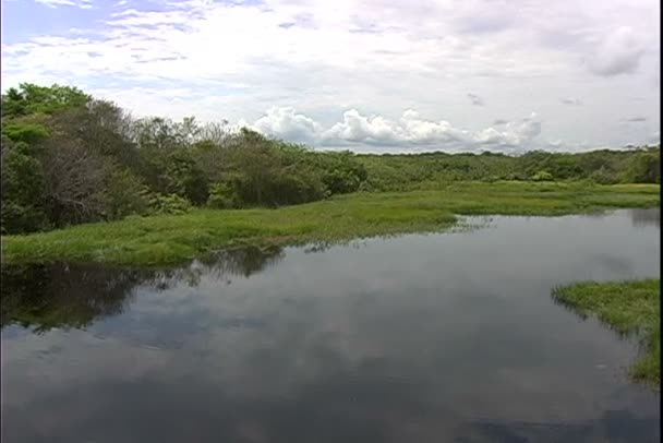 Forêt de jungle au Brésil — Video