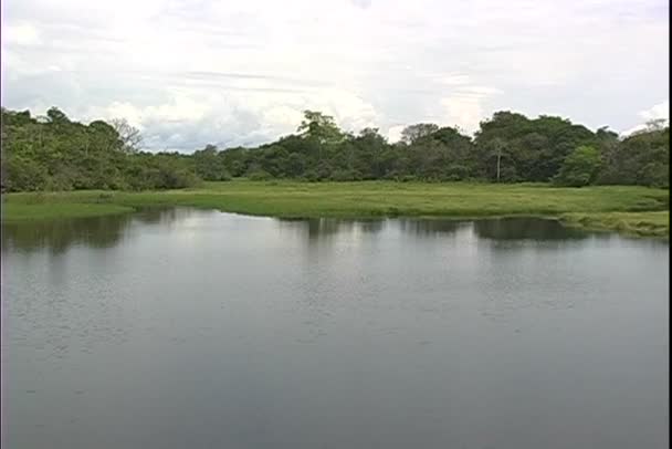 Selva en Brasil — Vídeos de Stock