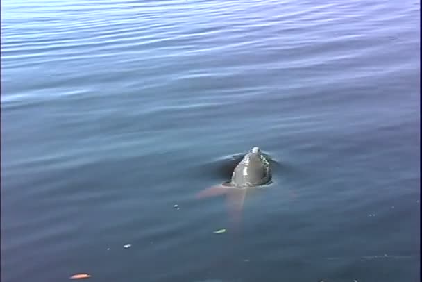 River Dolphin simmar i vattnet — Stockvideo