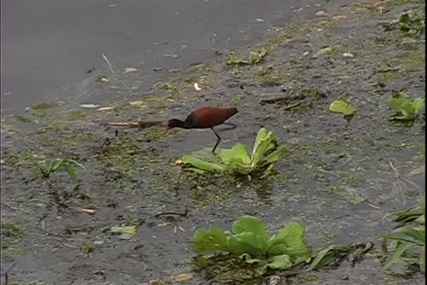 Кормление птиц в речной воде — стоковое видео