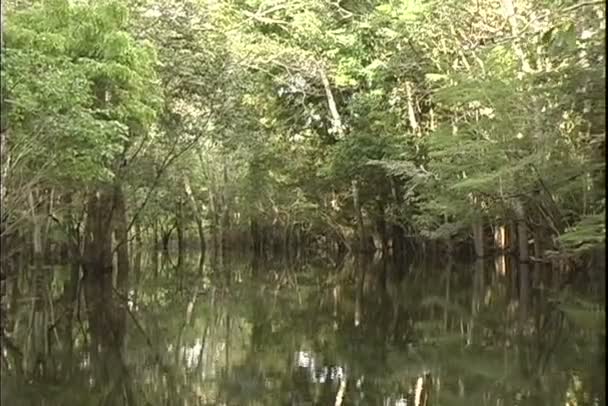 Vue de la jungle depuis un tour en bateau sur la rivière 
