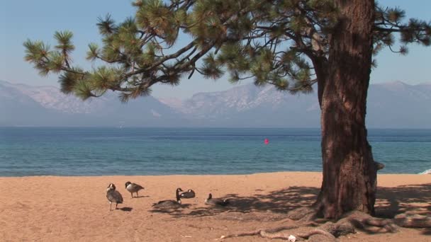 Playa Nevada con gansos en la costa — Vídeos de Stock