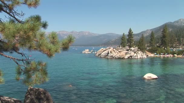 Pinos en el lago Tahoe — Vídeo de stock