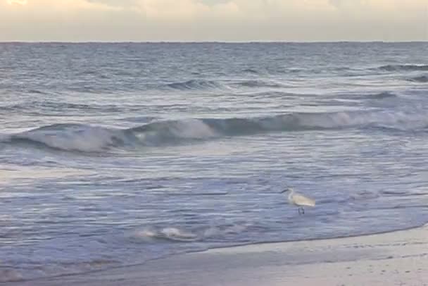 Erget staande op Zeekust — Stockvideo