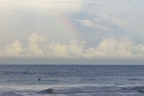 Пелікан купання в морській воді Стокове Відео 