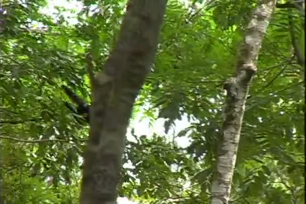 Singe araignée accroché aux arbres 