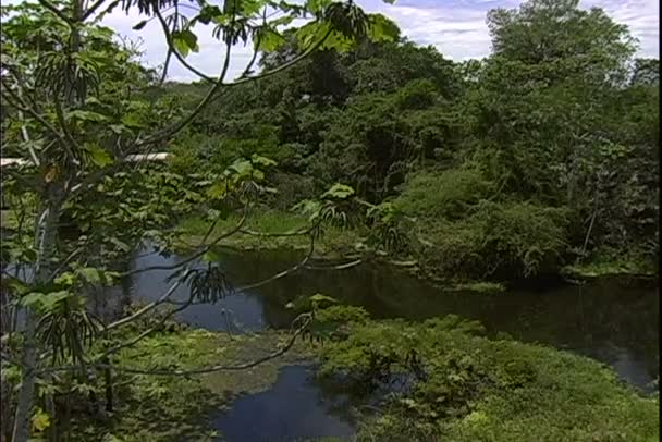 Foresta della giungla in Brasile — Video Stock