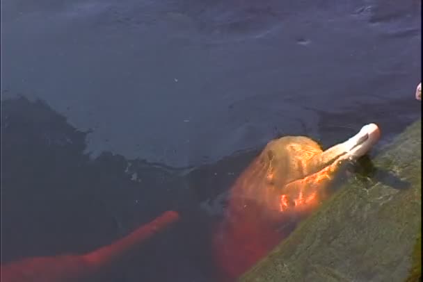 人们受够一只海豚在水中 — 图库视频影像