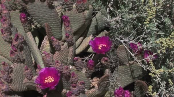 Cactos roxos com flores — Vídeo de Stock