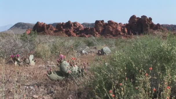 Пустынные растения и горные породы — стоковое видео